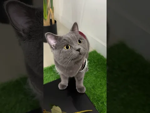 Cat Tommy lost his love…💔 #cat #cats