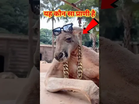 यह कौन सा प्राणी है? 🤯 VIP जानवर 🤯 सोना पहनने वाला जानवर 🤯#shorts #shortsvideo #animal