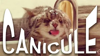 7 CONSEILS POUR SURVIVRE À LA CANICULE QUAND ON EST UN CHAT