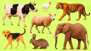 Learn Animal Names in English 🐓🐄 | Top 25 Popular Animals with Audio