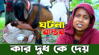 আজব ঘটনা, বিরল ঘটনা। গাইবান্ধায় দু ধ দিচ্ছে পাঠা। দৈনিক আধা লিটার দু ধ দিচ্ছে পাঁঠা