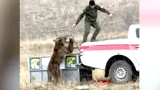 Must See! Bear Release Almost Ends in Disaster After Animal Turns on Rescuers