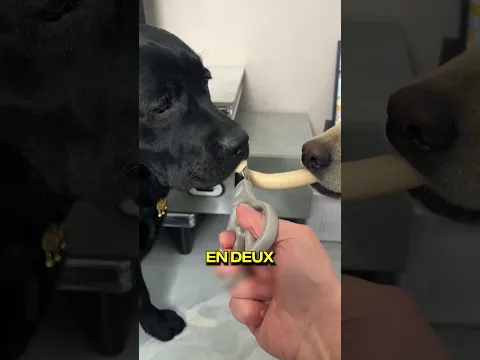 CE MAÎTRE EST RACISTE ?!! 😱🐶