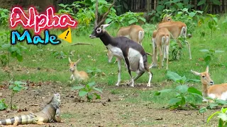 Rare Impala Looking For Partner