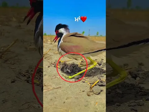 Red-Wattled Lapwing 🤯 बिना नाखून वाला पक्षी #shorts #shortsvideo