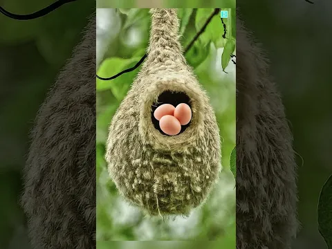 Part 2 Smart Bird 🦅