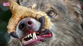 ⚠️ 7 khoảnh khắc săn mồi của Đại Bàng vô tình được camera ghi lại