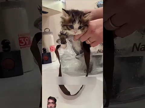 #cat 🐱 #ajjubhaiinmymatch #share #mukbang