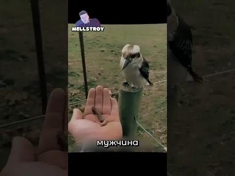 Спас Птицу Застрявшую в Заборе