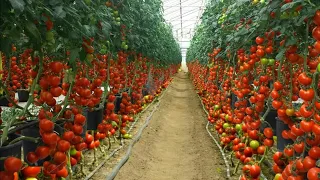 Tamatar ki kheti |A to Z| टमाटर की खेती |Tomato Cultivation |How to grow tomato plants|Hi-tech kheti
