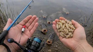 Fishermen Kept This Secret For 70 Years! How To Grow HUGE Clean Maggots From Bread!
