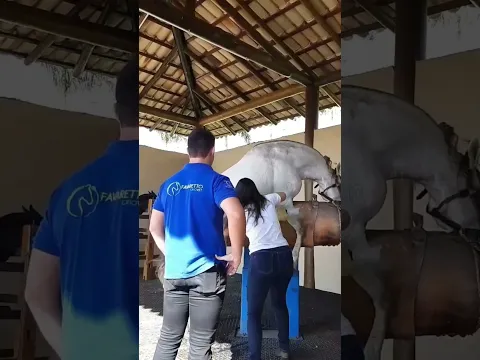 Reprodução equina #shorts