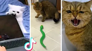 Funniest CATS and Cutest KITTENS 😹 *1 HOUR* 😺