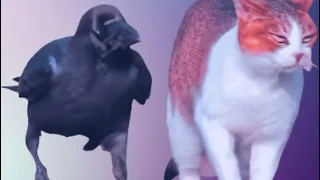Cat 🆚 crow