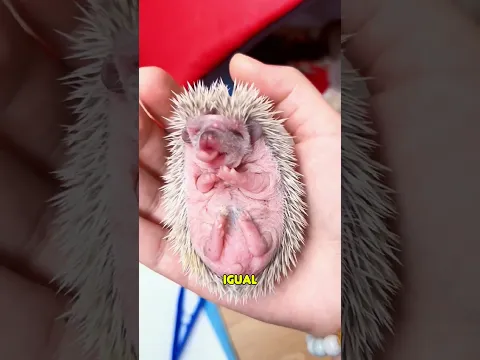 Pequeño Erizo Rescatado