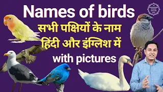 Names of birds in hindi and english | Birds name in english and hindi with picture | पक्षियों के नाम