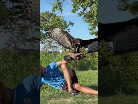 The wonderful Eagle training style #amazing #eagle #eagleflying #eagletraining