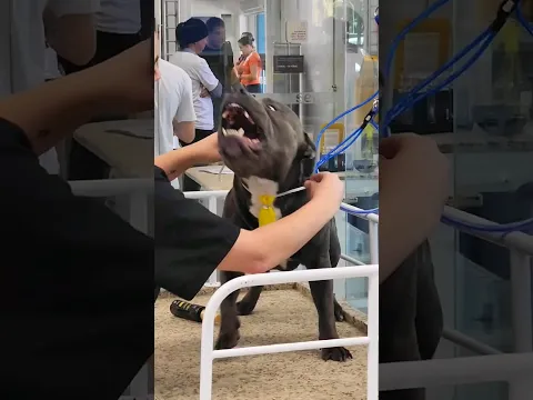 DEU RUIM NO BANHO? #pitbull #dog #cachorro #pet