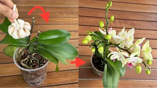 Tôi Đã Làm Điều Rất Dễ Này Và Thật Lạ Phong Lan Đã Nở Không Ngừng Quanh Năm