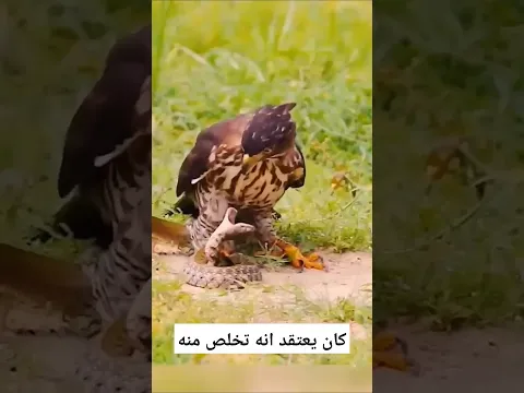 قبضة مخلب الصقر قوية ورمي النقرات نهاية خفية#shortd