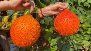 Beautiful Nature with Rural Life #1 - Harvesting gac fruit, guava, mulberry, fig, banana
