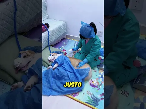 El perro finge estar enfermo para ayudar a su dueña a ser doctora 🐶❗😱