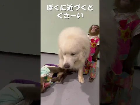 お猿さんが我慢できない臭さの犬😱😱😱※フィクションです
