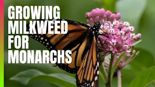 How you can grow milkweed for monarch butterflies | #gardening #pollinators