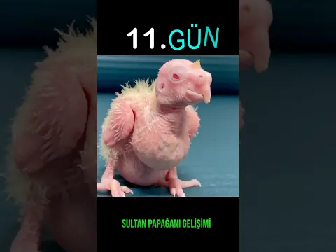 Yavru sultan papağanı 30 günde nasıl büyüyor #shorts #cockatiel