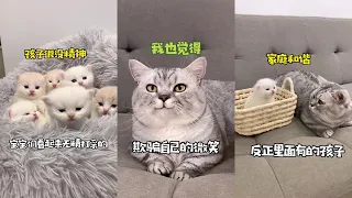 【布丁仔和泡芙妹的一天】經過我3個月的不懈努力，孩子的親生爸爸終於找著了！！！（結尾有驚喜😂）#貓咪的迷惑行為