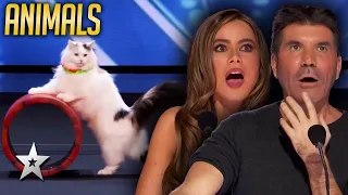 Animal Auditions That Left The Judges SPEECHLESS On America's Got Talent