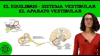 El equilibrio 🤸‍♀️ Sistema vestibular: el aparato vestibular