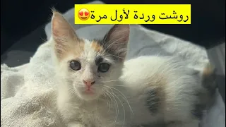 رحلة مع وردة - روشتها وتقهويت