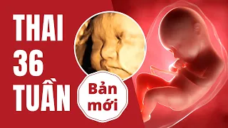 Thai 36 Tuần Phát Triển Như Thế Nào?