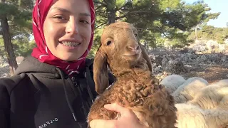 Günlük vlog, mavi tiki nasıl aldım? Ne kadar kazanıyorum?  #vlog #köy