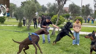 ROTTWILER Encuentrto con DOBERMAN entre PITBULL cual es mas Potente, y Fuerte, | TitanBeastok