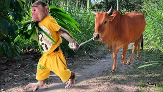 Super Smart! Cutis Farmer Drove Harvest Grass Help Mom Feed Cows