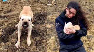 Abandoned and Alone: Mama Dog Fights to Save Her Babies | Full Rescue