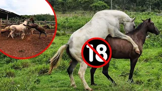 GARANHÃO PAMPA C0BRIND0 ÉGUA QUASE DEU RUIM, CAVALO FICOU AGRESSIV0