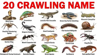 20 Crawling Animals Names with Kids Audio Learning Video #AnimalNames 
