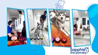 Sapphie haciendo de las suyas por 4 minutos seguidos 🐾