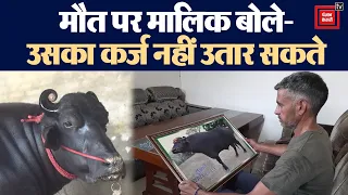मालिक को साल भर में लाखों रुपये का मुनाफा देने वाले सुल्तान झोटे की दिल का दौरा पड़ने से मौत