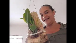 Faça sua catléia enraíza sem adubo nenhum