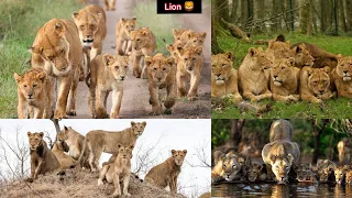Wild Inside : Lion 🦁 Africa 🇿🇦 Lion 🦁 || Jeetpuria Janab Video-2