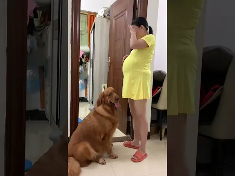 很奇怪的狗子耶，搞不懂#金毛 #旺夫女人 #记录真实生活 #萌宠出道计划