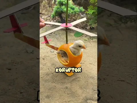 Anak ayam ini basmi para koruptor berakhir cidera 🥲😭