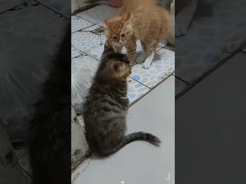 #funny #viralvideo #comedy #cat #funnycat #youtubeshorts #viralshorts #ytshorts #catvideos #catlover