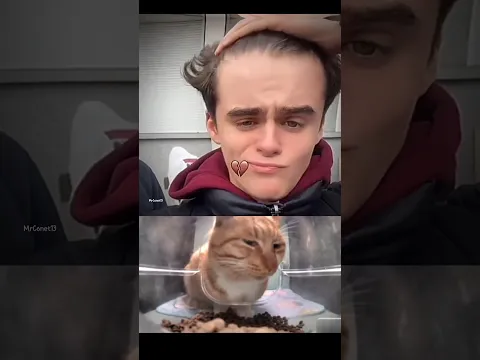 bro have football field on his head☠️😂#cat #funny #explore #memes #bombastic #viralvideo #shorts