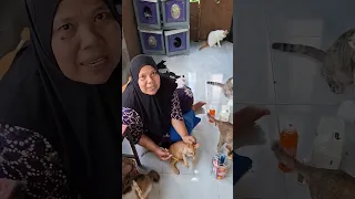 NGASIH JAJAN DAN VITAMIN KUCING !!!