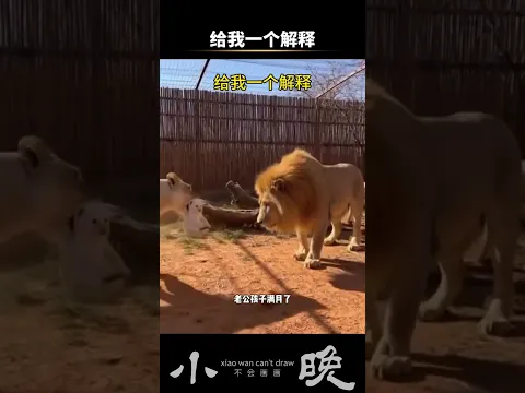 給我一個解釋 #搞笑 #萬萬沒想到 #不可思議 #動物成精 #神奇動物在